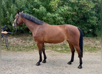 Hannoveraner, Stute, 8 Jahre, 167 cm, Brauner
