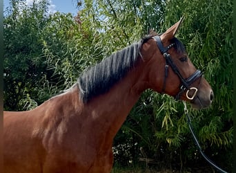 Hannoveraner, Stute, 8 Jahre, 167 cm, Brauner