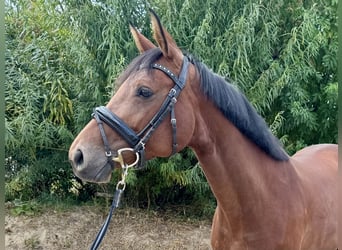 Hannoveraner, Stute, 8 Jahre, 167 cm, Brauner