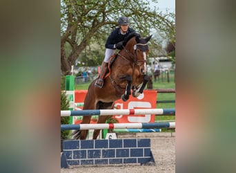 Hannoveraner, Stute, 8 Jahre, 167 cm, Brauner