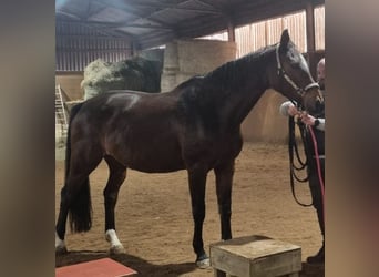 Hannoveraner, Stute, 8 Jahre, 167 cm, Dunkelbrauner