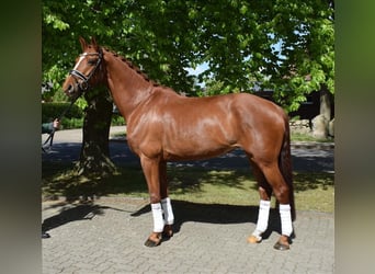 Hannoveraner, Stute, 8 Jahre, 167 cm, Fuchs