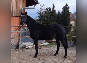 Hannoveraner, Stute, 8 Jahre, 167 cm, Schwarzbrauner