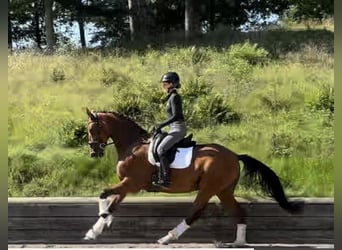 Hannoveraner, Stute, 8 Jahre, 168 cm, Brauner