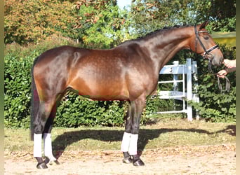 Hannoveraner, Stute, 8 Jahre, 168 cm, Brauner