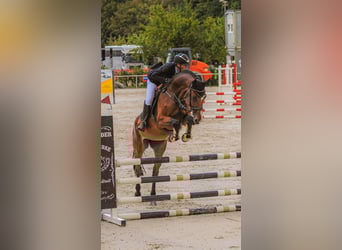 Hannoveraner, Stute, 8 Jahre, 168 cm, Brauner