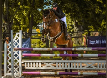 Hannoveraner, Stute, 8 Jahre, 168 cm, Brauner