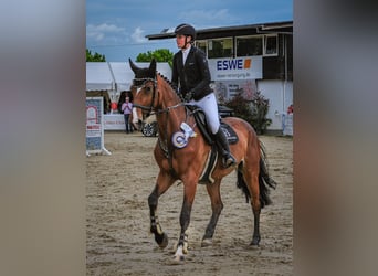 Hannoveraner, Stute, 8 Jahre, 168 cm, Brauner