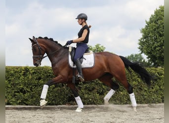 Hannoveraner, Stute, 8 Jahre, 168 cm, Dunkelbrauner