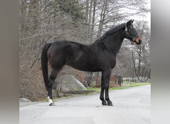 Hannoveraner, Stute, 8 Jahre, 168 cm, Dunkelbrauner