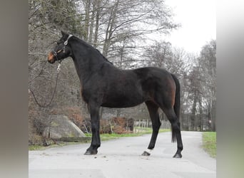 Hannoveraner, Stute, 8 Jahre, 168 cm, Dunkelbrauner