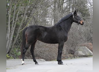 Hannoveraner, Stute, 8 Jahre, 168 cm, Dunkelbrauner