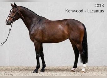 Hannoveraner, Stute, 8 Jahre, 168 cm, Dunkelbrauner