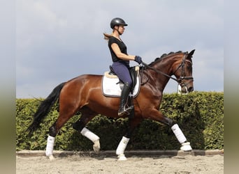 Hannoveraner, Stute, 8 Jahre, 168 cm, Dunkelbrauner