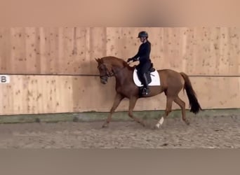 Hannoveraner, Stute, 8 Jahre, 168 cm, Fuchs