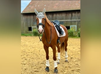 Hannoveraner, Stute, 8 Jahre, 168 cm, Fuchs