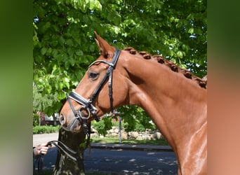 Hannoveraner, Stute, 8 Jahre, 168 cm, Fuchs