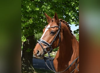 Hannoveraner, Stute, 8 Jahre, 168 cm, Fuchs