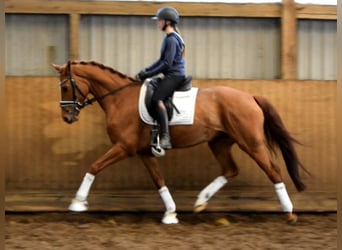Hannoveraner, Stute, 8 Jahre, 168 cm, Fuchs