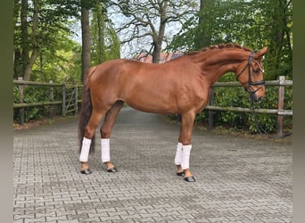 Hannoveraner, Stute, 8 Jahre, 168 cm, Fuchs