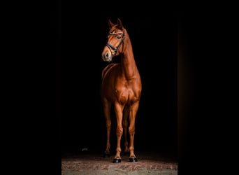 Hannoveraner, Stute, 8 Jahre, 168 cm, Fuchs
