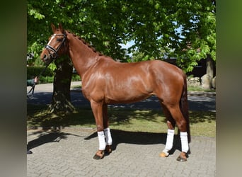 Hannoveraner, Stute, 8 Jahre, 168 cm, Fuchs