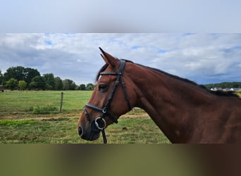 Hannoveraner, Stute, 8 Jahre, 168 cm, Hellbrauner