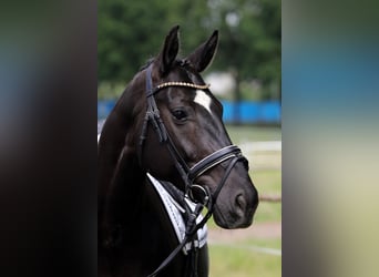 Hannoveraner, Stute, 8 Jahre, 168 cm, Rappe