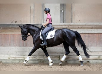 Hannoveraner, Stute, 8 Jahre, 168 cm, Rappe