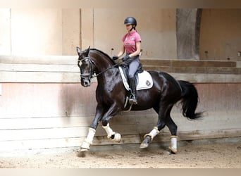 Hannoveraner, Stute, 8 Jahre, 168 cm, Rappe