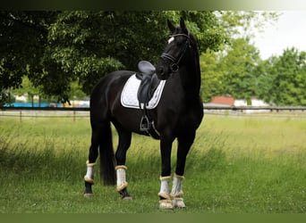 Hannoveraner, Stute, 8 Jahre, 168 cm, Rappe
