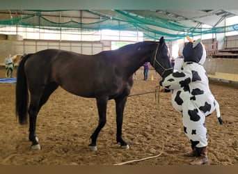 Hannoveraner, Stute, 8 Jahre, 168 cm, Rappe