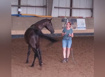 Hannoveraner, Stute, 8 Jahre, 168 cm, Rappe