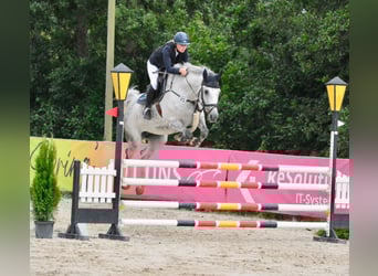 Hannoveraner, Stute, 8 Jahre, 168 cm, Schimmel