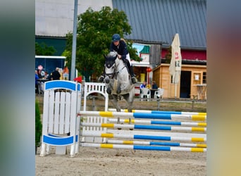 Hannoveraner, Stute, 8 Jahre, 168 cm, Schimmel