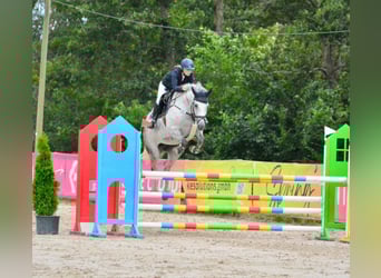 Hannoveraner, Stute, 8 Jahre, 168 cm, Schimmel