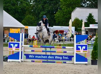 Hannoveraner, Stute, 8 Jahre, 168 cm, Schimmel