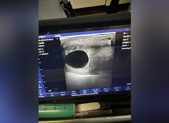 Hannoveraner, Stute, 8 Jahre, 168 cm, Schimmel