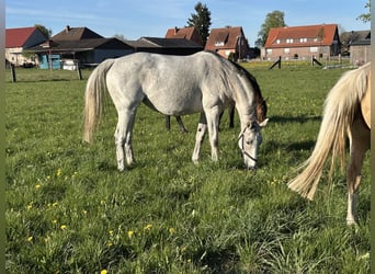 Hannoveraner, Stute, 8 Jahre, 168 cm, Schimmel