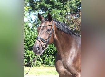 Hannoveraner, Stute, 8 Jahre, 169 cm, Brauner