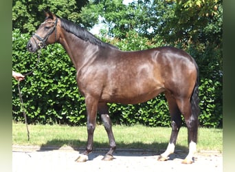 Hannoveraner, Stute, 8 Jahre, 169 cm, Brauner