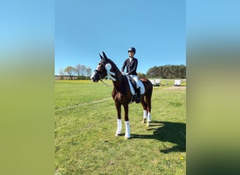 Hannoveraner, Stute, 8 Jahre, 169 cm, Dunkelfuchs