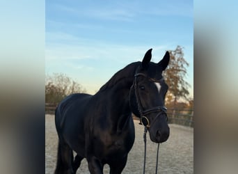 Hannoveraner, Stute, 8 Jahre, 169 cm, Rappe