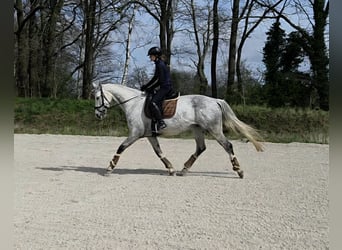 Hannoveraner, Stute, 8 Jahre, 169 cm, Schimmel