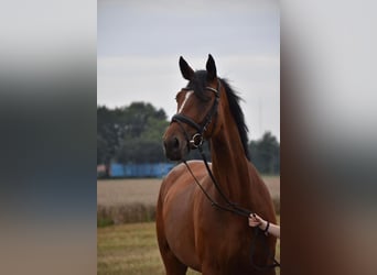 Hannoveraner, Stute, 8 Jahre, 170 cm, Brauner