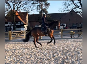 Hannoveraner, Stute, 8 Jahre, 170 cm, Brauner