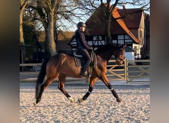 Hannoveraner, Stute, 8 Jahre, 170 cm, Brauner