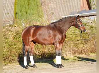 Hannoveraner, Stute, 8 Jahre, 170 cm, Brauner