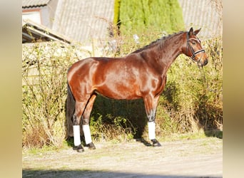 Hannoveraner, Stute, 8 Jahre, 170 cm, Brauner