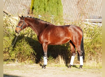 Hannoveraner, Stute, 8 Jahre, 170 cm, Brauner